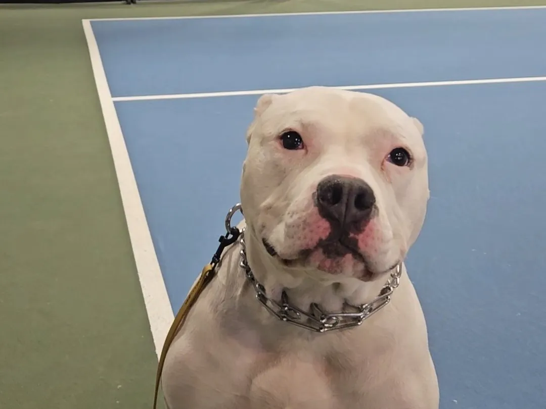 White pit bull sitting calmly on a leash on a sports court, showing the steady behavior board and train in Rhode Island works on
