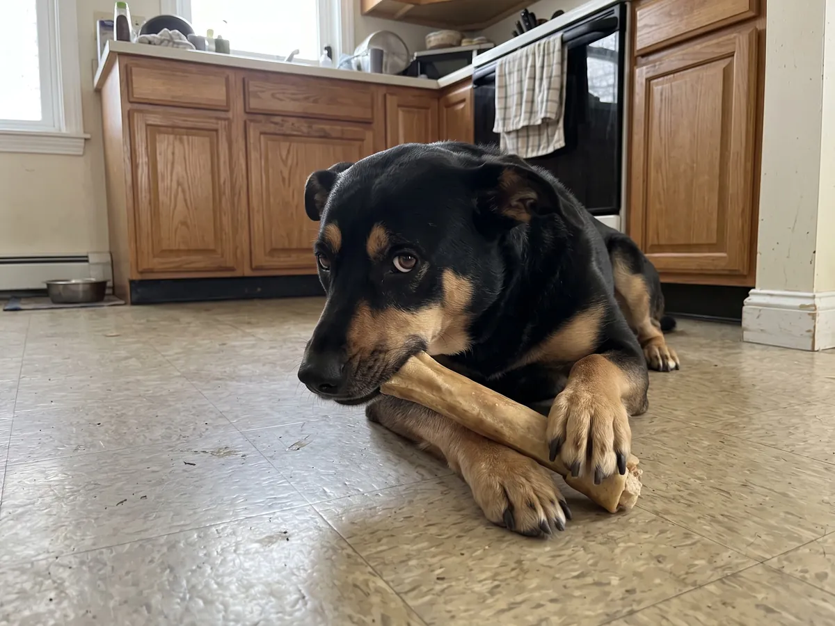 Dog guarding a chew bone on the kitchen floor with a stiff side-eye, an early warning sign covered in aggressive dog training in Rhode Island