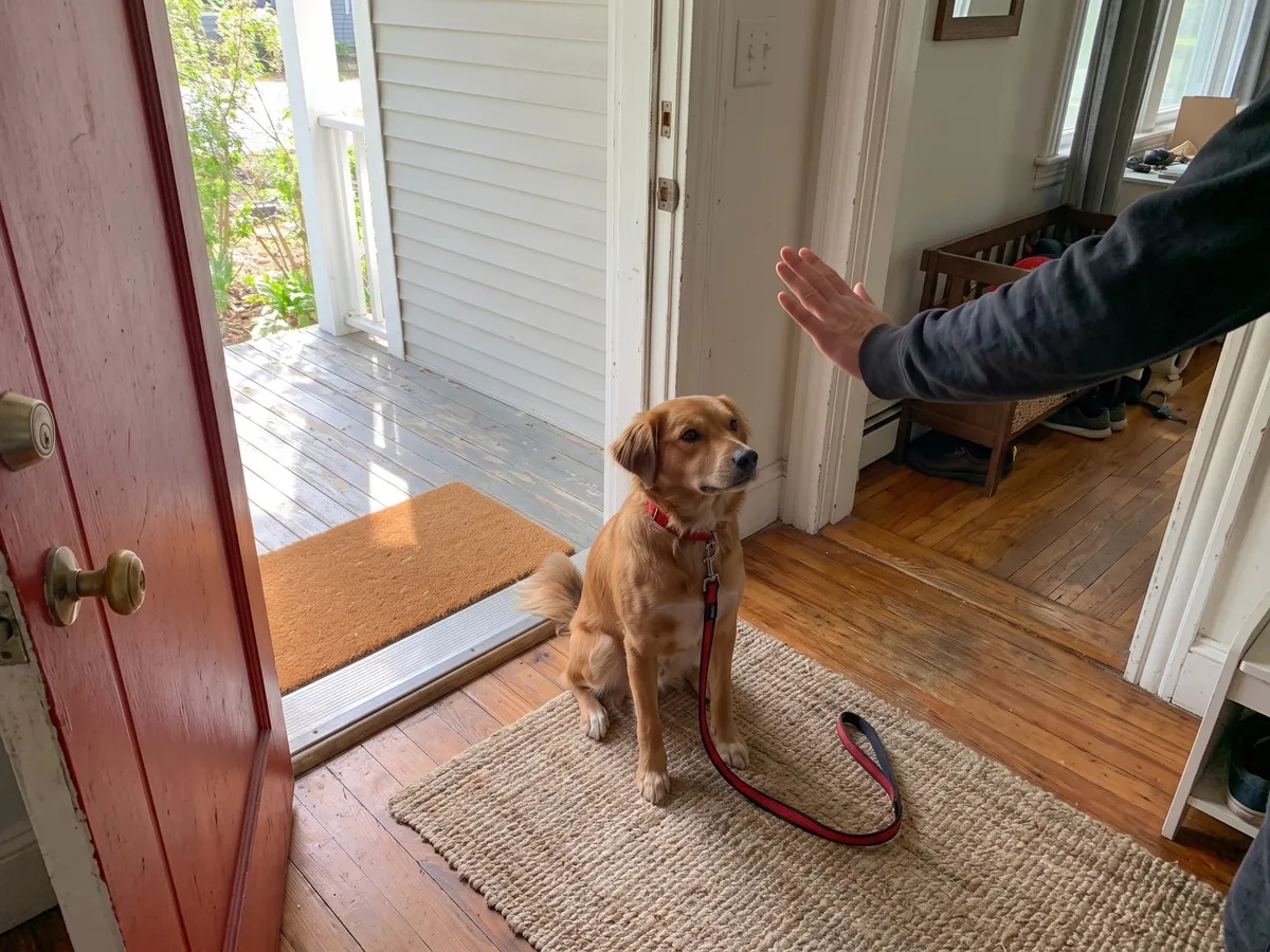 Dog sitting politely at an open front door on a wait cue, manners kept up during dog boarding in Rhode Island