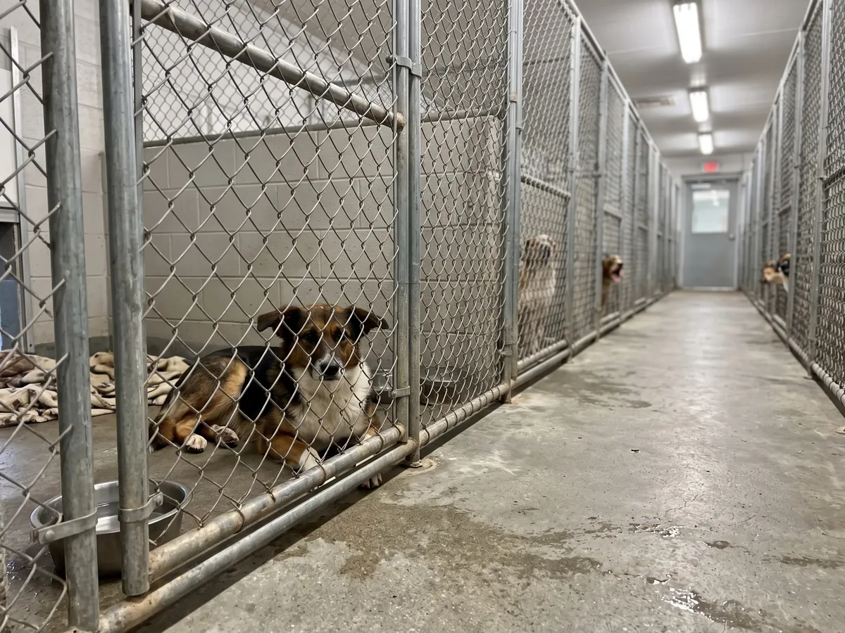 Nervous dog lying in a loud commercial kennel run, the kind of stressful stay boarding with a trainer in Rhode Island avoids