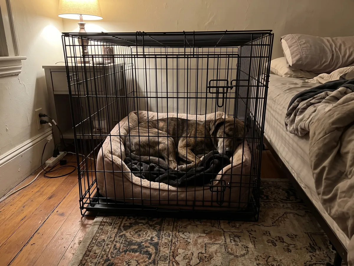 Rescue dog sound asleep in a closed wire crate next to the bed, a dog who once hated the crate, after crate training in Rhode Island