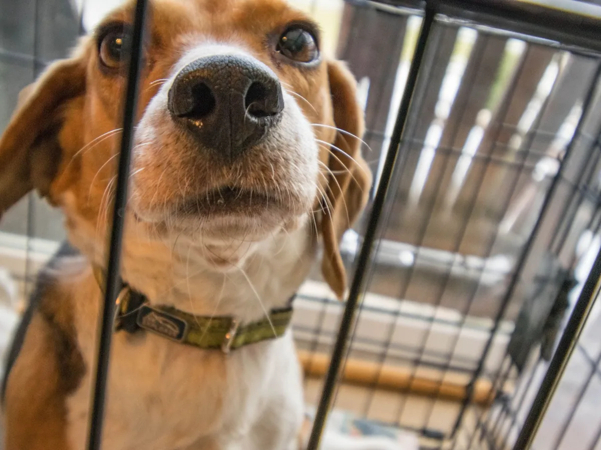 Beagle looking out through the bars of its crate, the crate protest that crate training in Rhode Island fixes