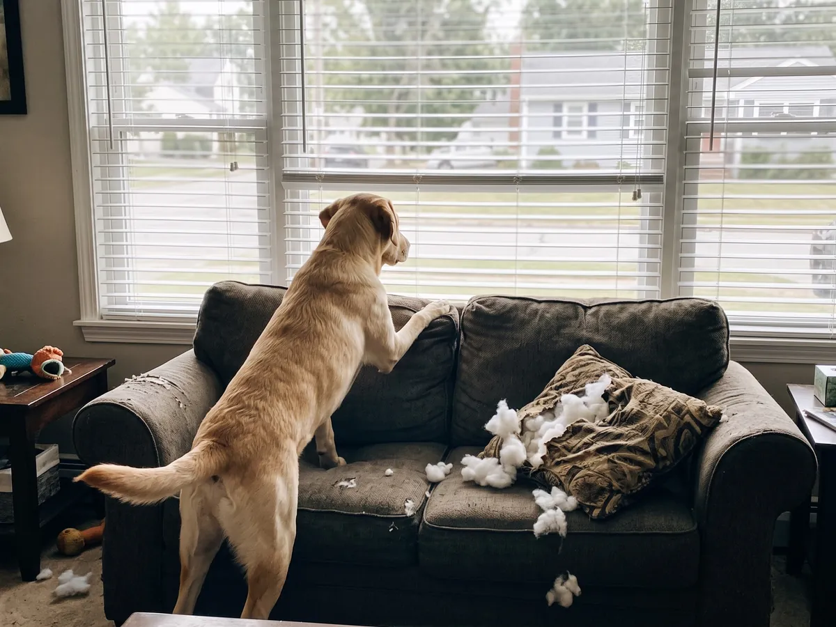 Young Labrador with its paws on the sofa barking at the front window next to a chewed pillow, the kind of bored-dog habit dog day training in Rhode Island fixes