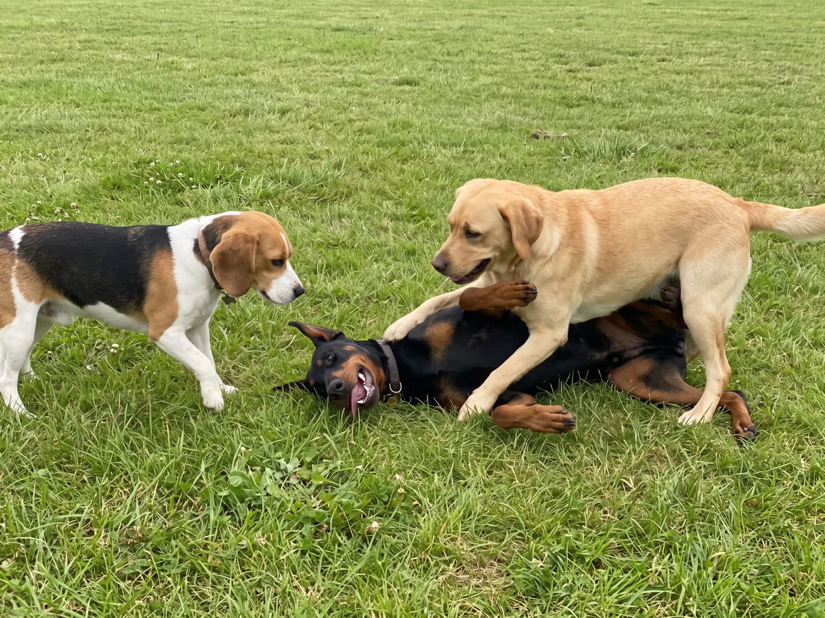 Dog Boarding in Rhode Island