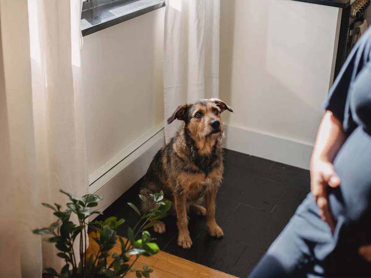 Dog Separation Anxiety Training in Rhode Island