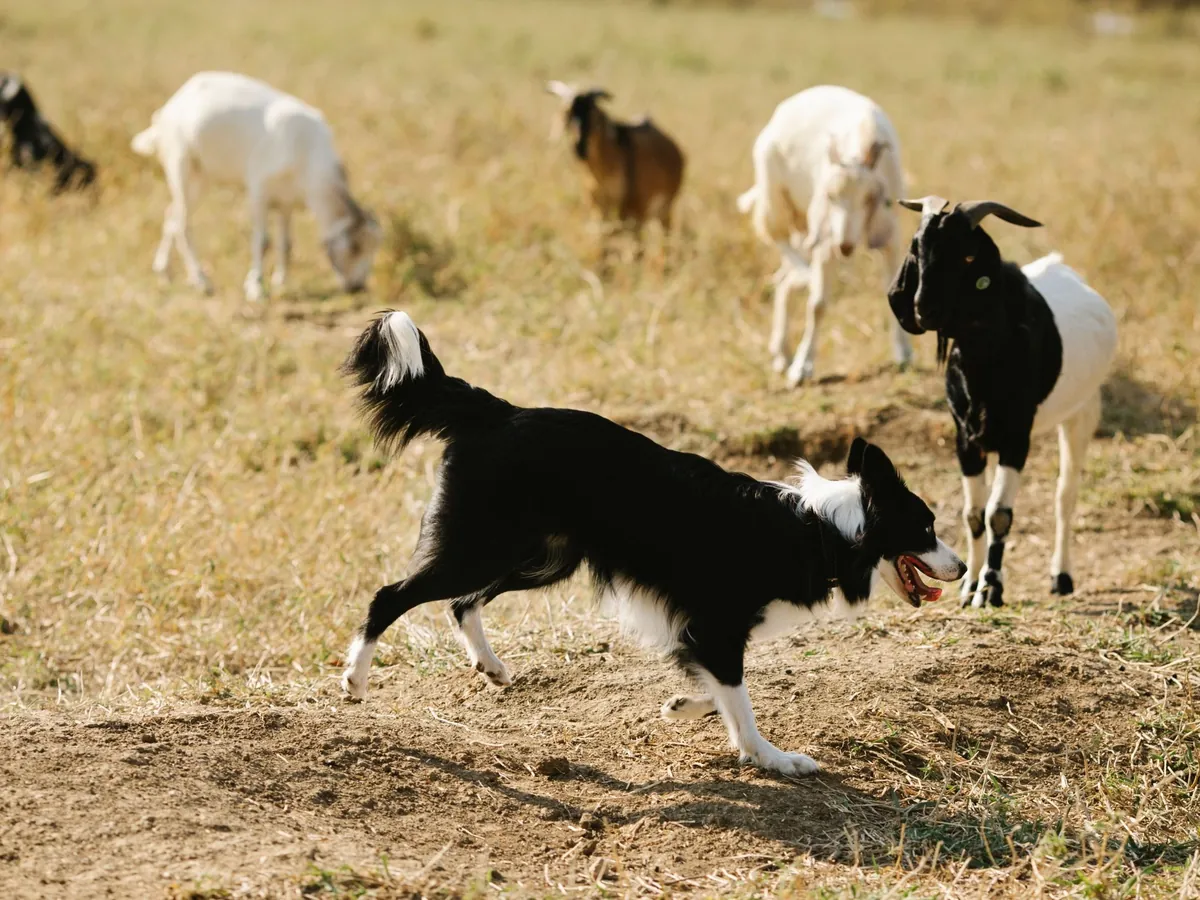 Border Collie working a small group of goats in a dry pasture, the kind of livestock work herding dog training in Rhode Island builds