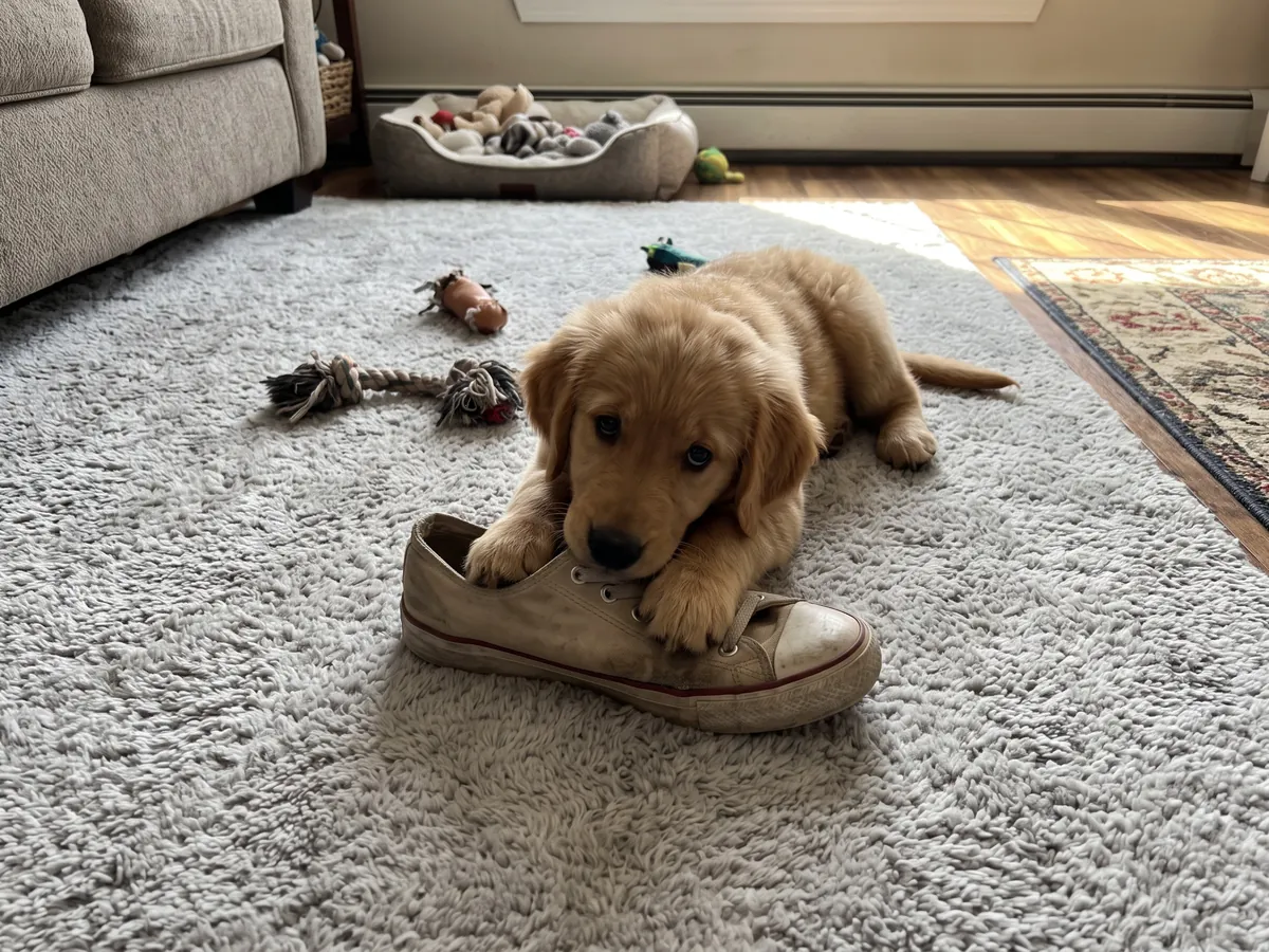 Golden retriever puppy chewing a sneaker on a living room rug, the kind of habit puppy training in Rhode Island fixes early