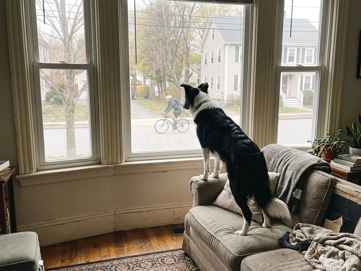 Border collie on the couch locked onto a cyclist passing the front window, the fixation that reactive dog training in Rhode Island works on