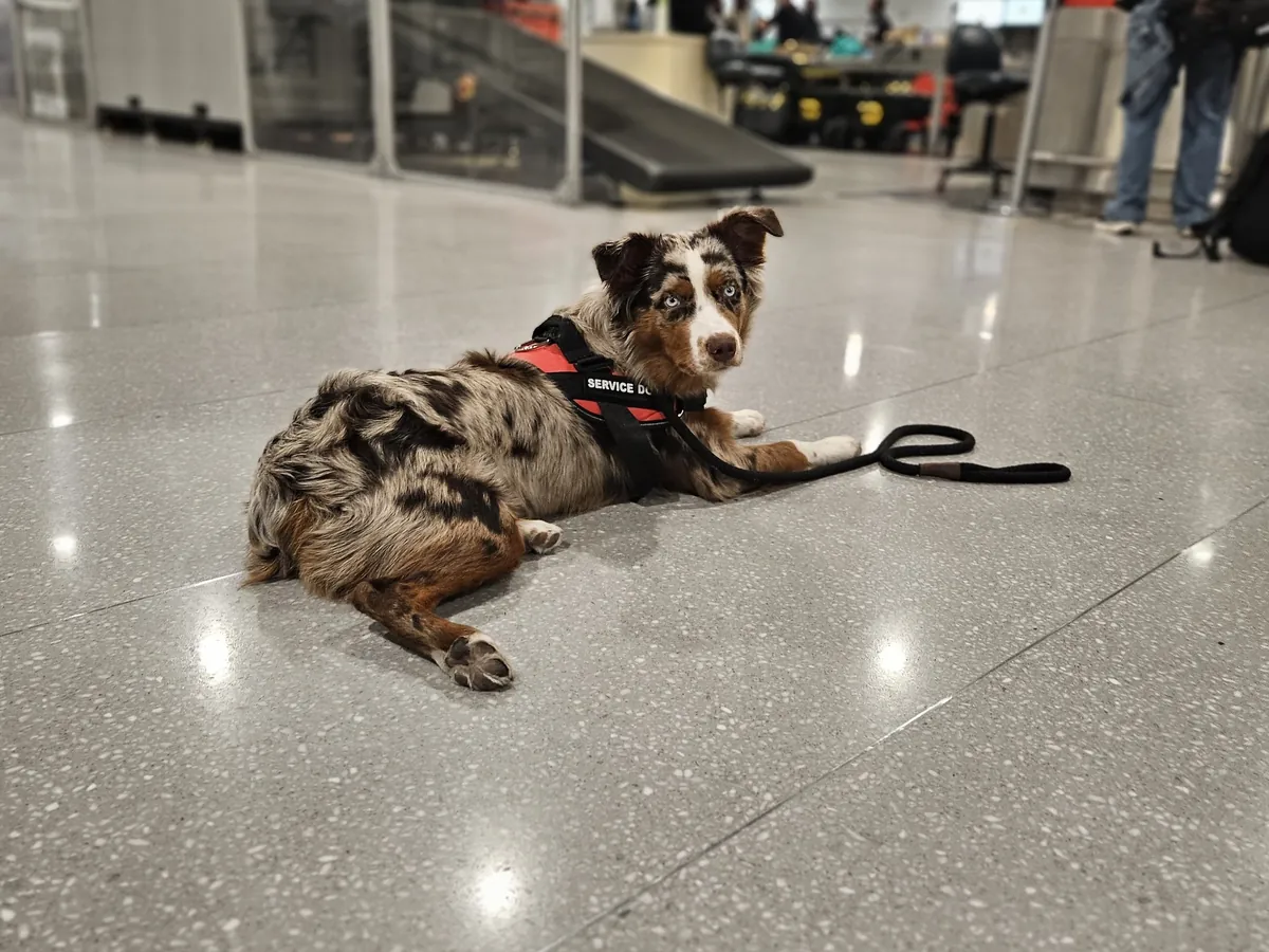 Young Australian Shepherd lying calmly on a leash in a busy airport terminal, the kind of real-world calm built in dog day training in Rhode Island