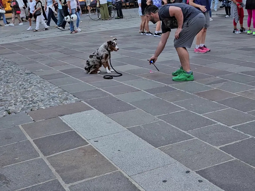Trainer working with an Australian Shepherd on a leash in a busy piazza during real-world reactive dog training