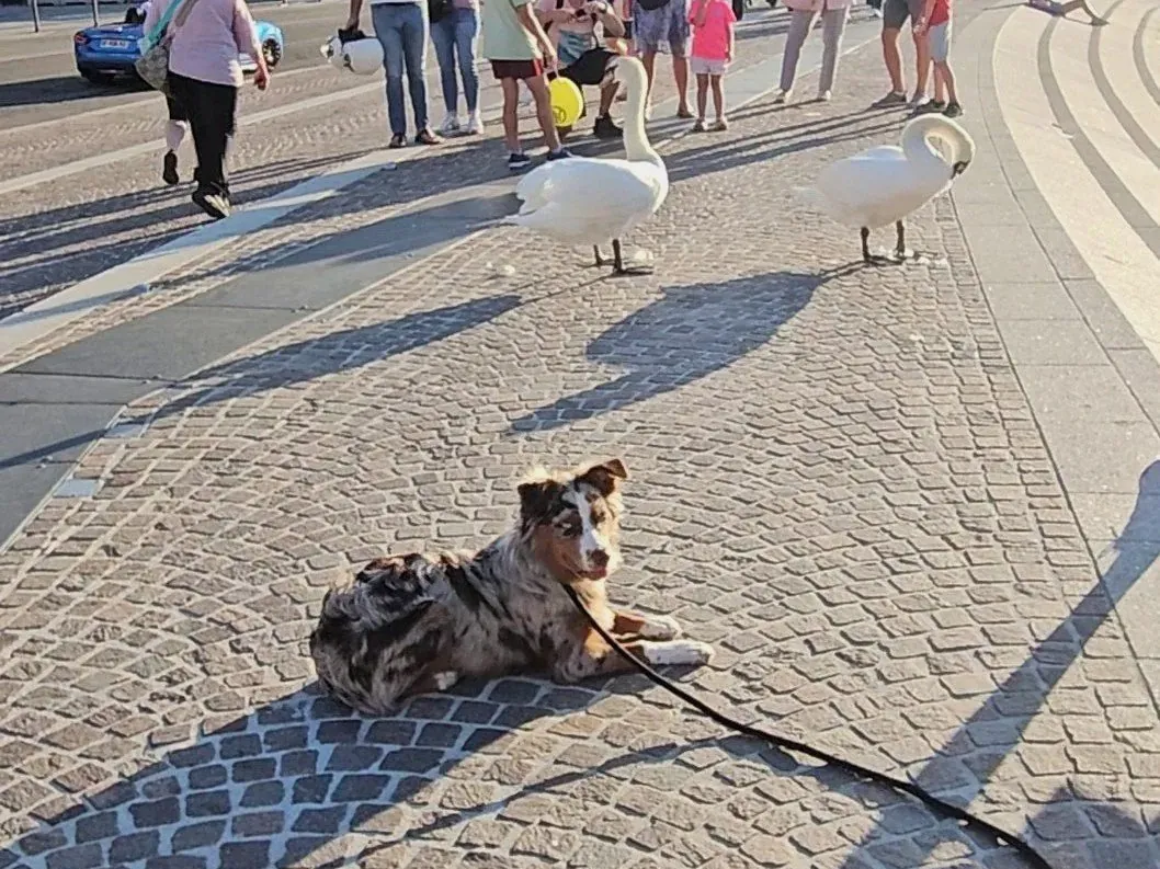 Young Australian Shepherd Reyna lying calmly next to swans on a busy promenade, showing the neutrality early puppy training builds