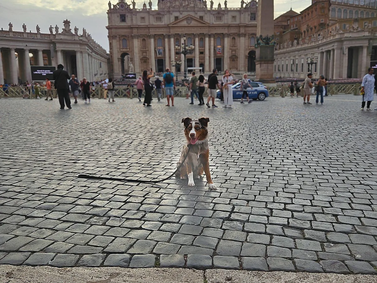 Australian Shepherd sitting calmly on a leash in a crowded city square, the kind of busy setting board and train in Rhode Island practices in